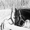 BLACK AND WHITE HORSES ART PRINT